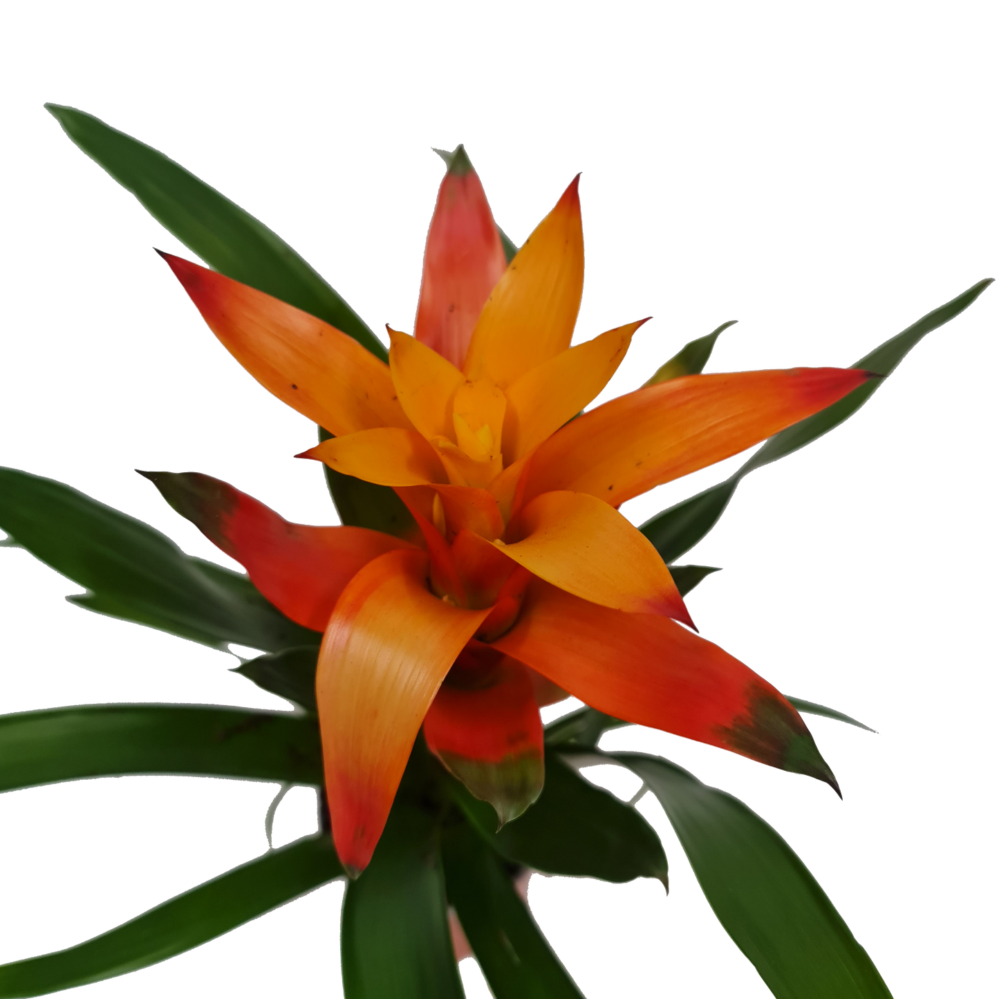 Flowering Bromeliad | Guzmania | Various Colours