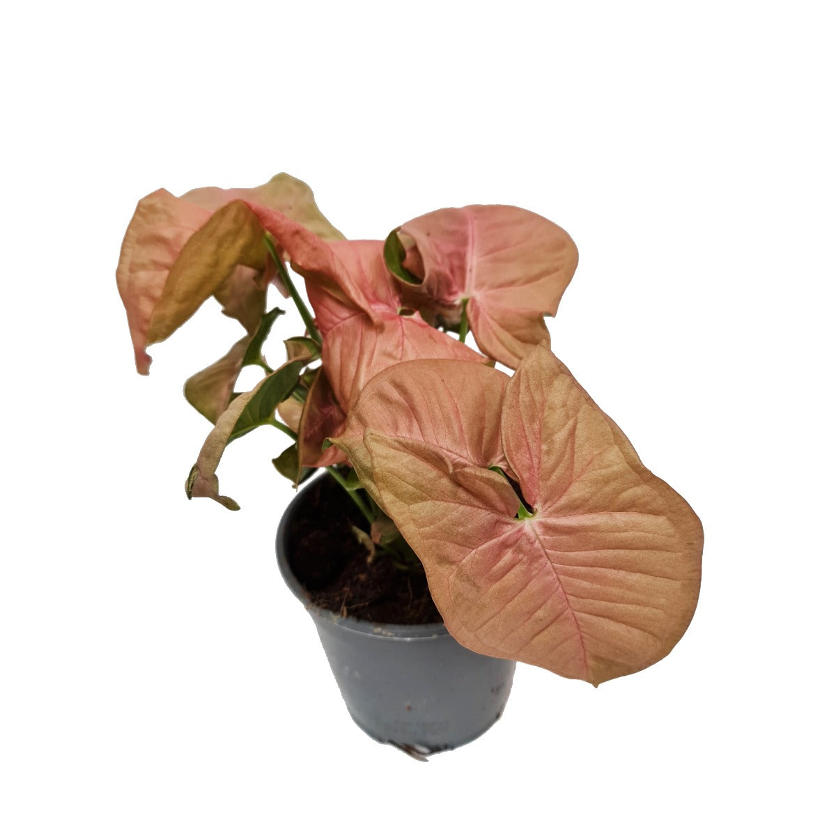 Pink Arrowhead Vine | Hard To Find