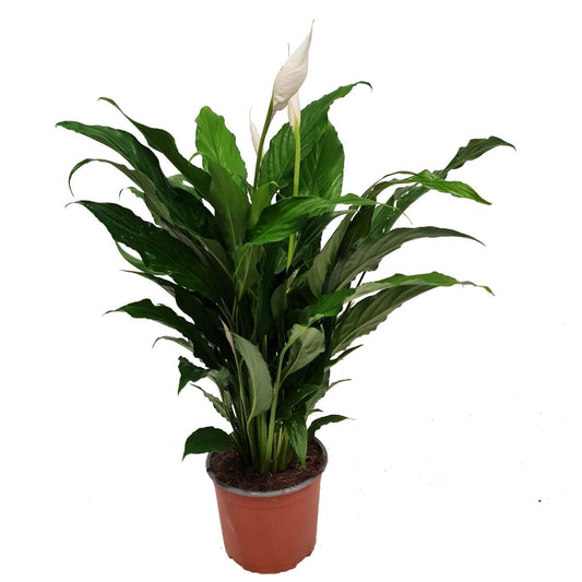 Peace Lily | Sweet Chico | Shade Loving Plants