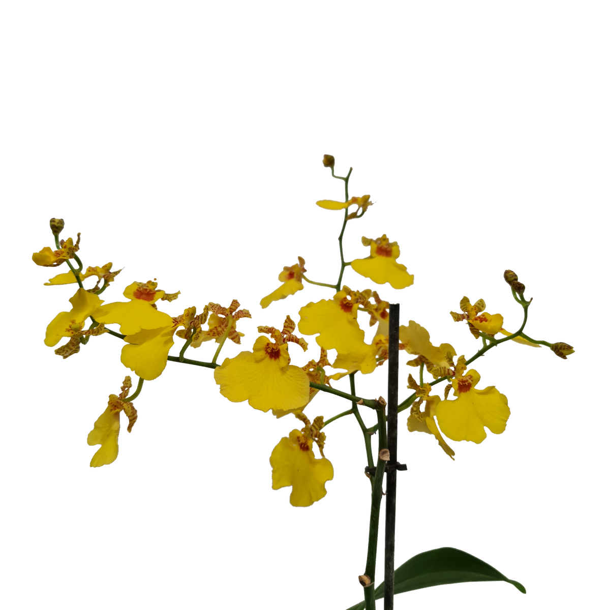 Butterfly Orchid | Honeybee