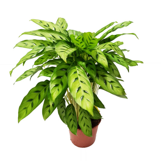 Prayer Plant | Leopardina | Variegated Plants