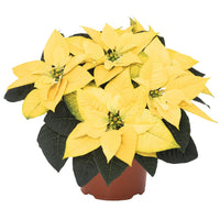 Poinsettia | Golden Glow