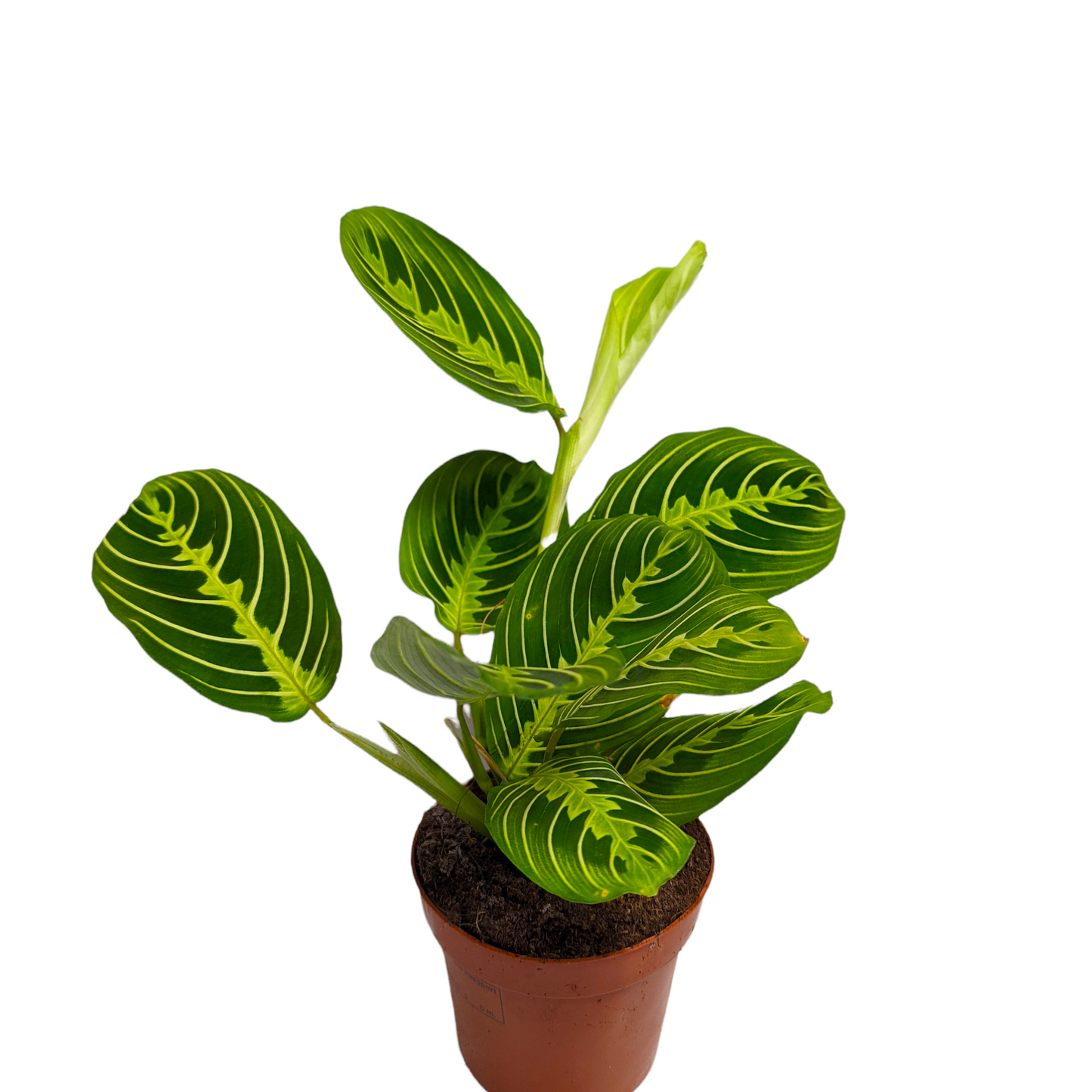 Prayer Plant | Lemon Lime | Rare Plant