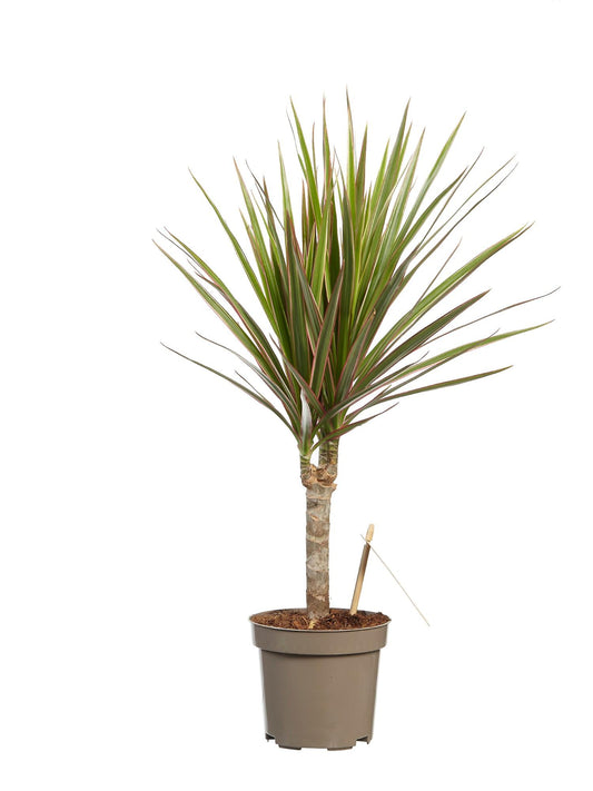 Dragon Tree | Marginata Bicolor | Potted Houseplants