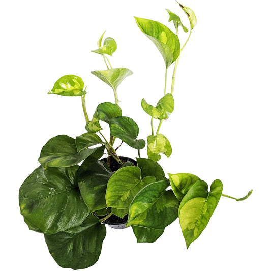 Devil's Ivy | Global Green | Easy Care Houseplants