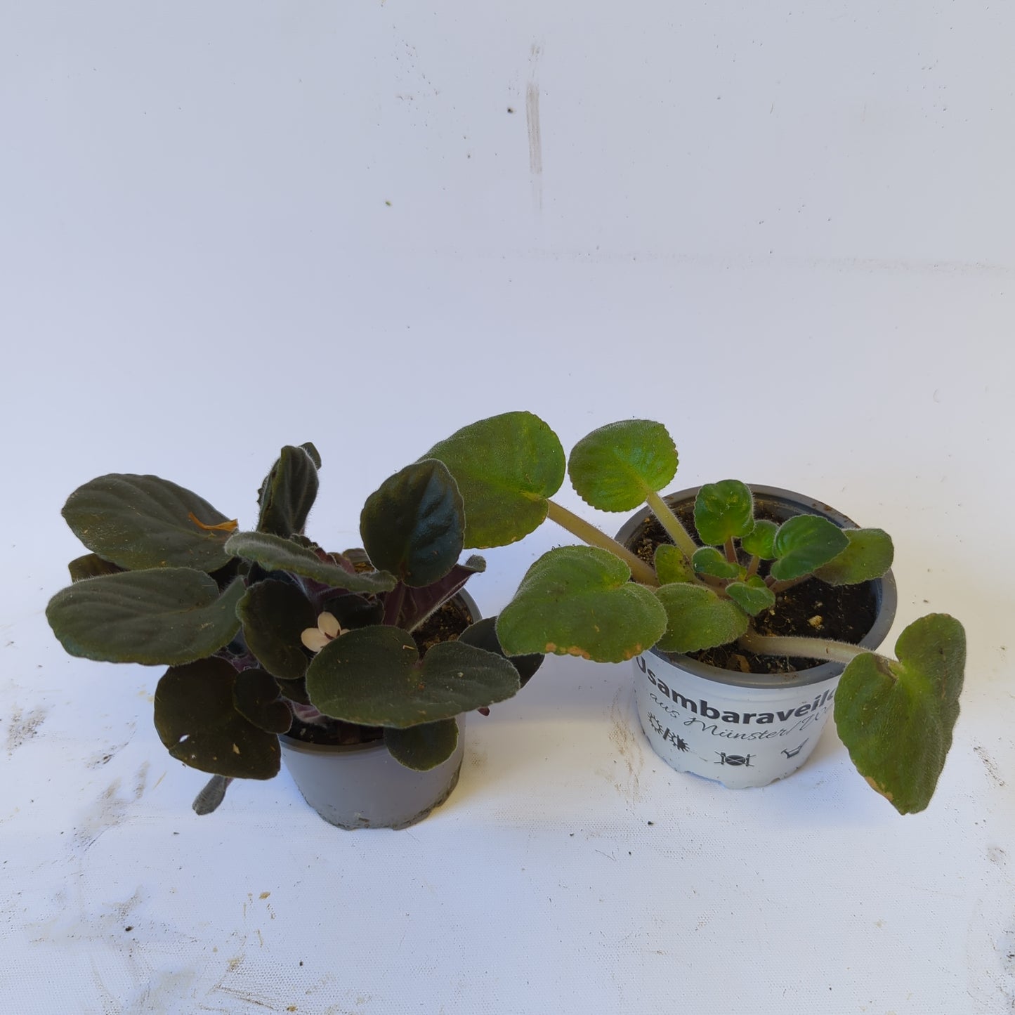 Rescue Me! African Violets