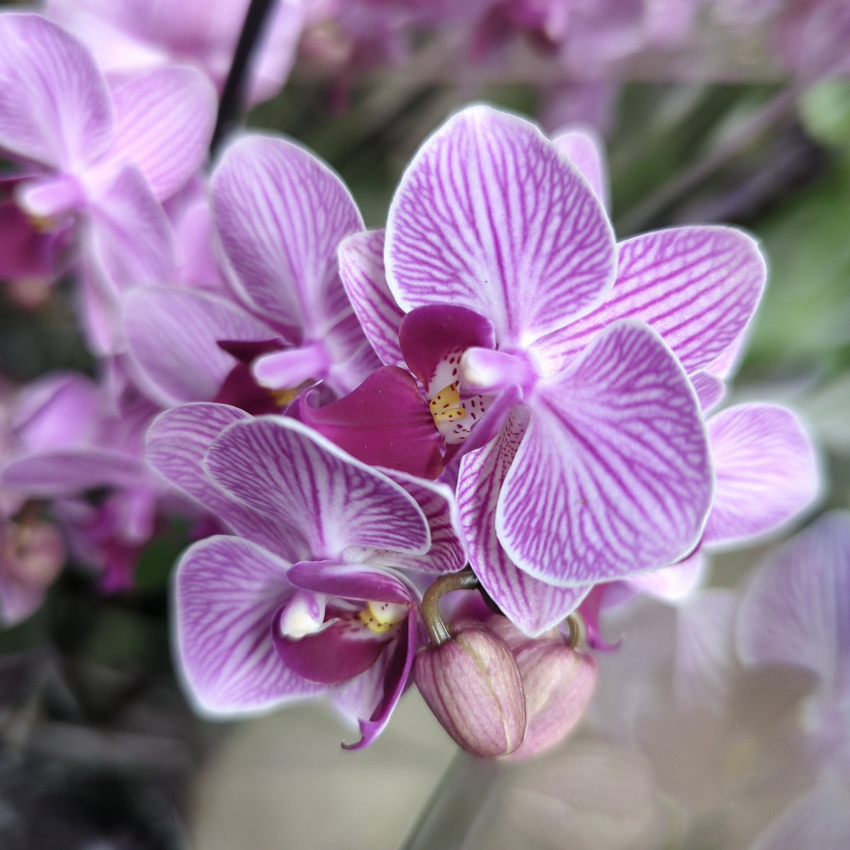 Phalaenopsis Orchid | Pink Stripe
