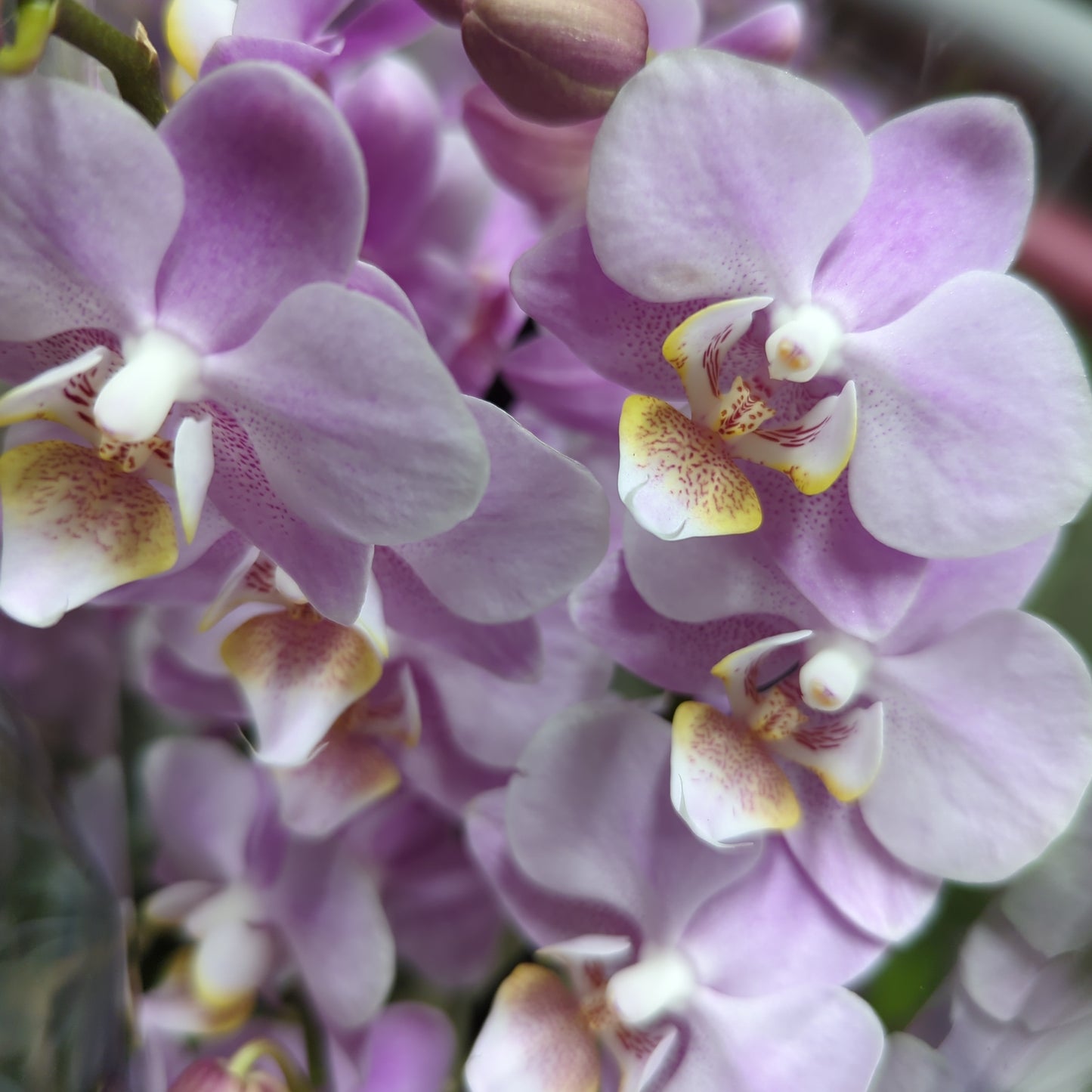 Phalaenopsis Orchid | Pink