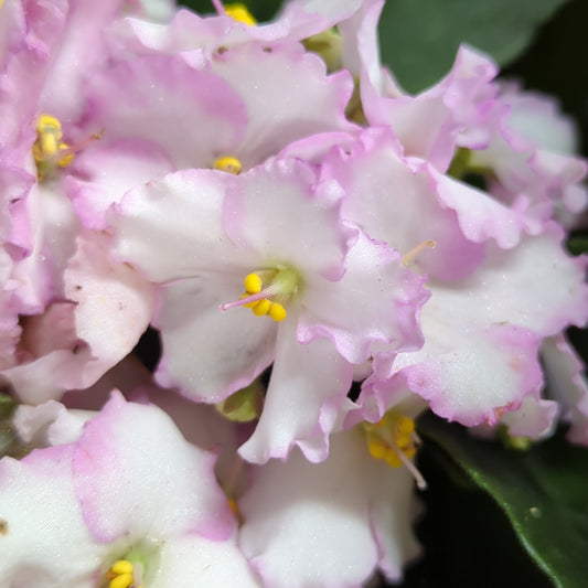 African Violet | Bicolor Blush | Potted Houseplants