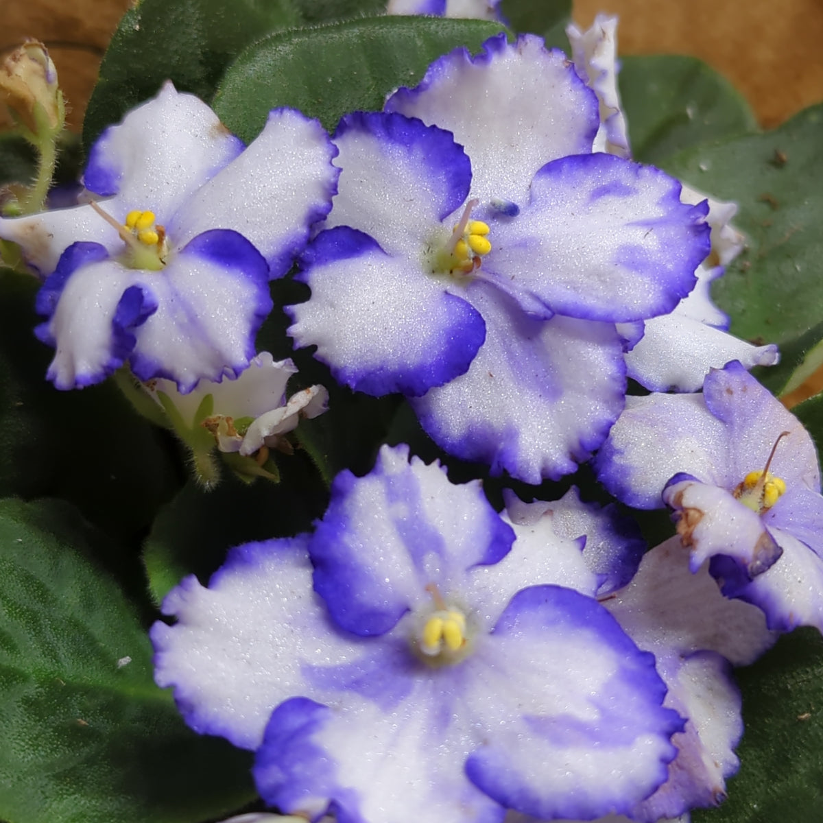 African Violet | Bicolor Purple