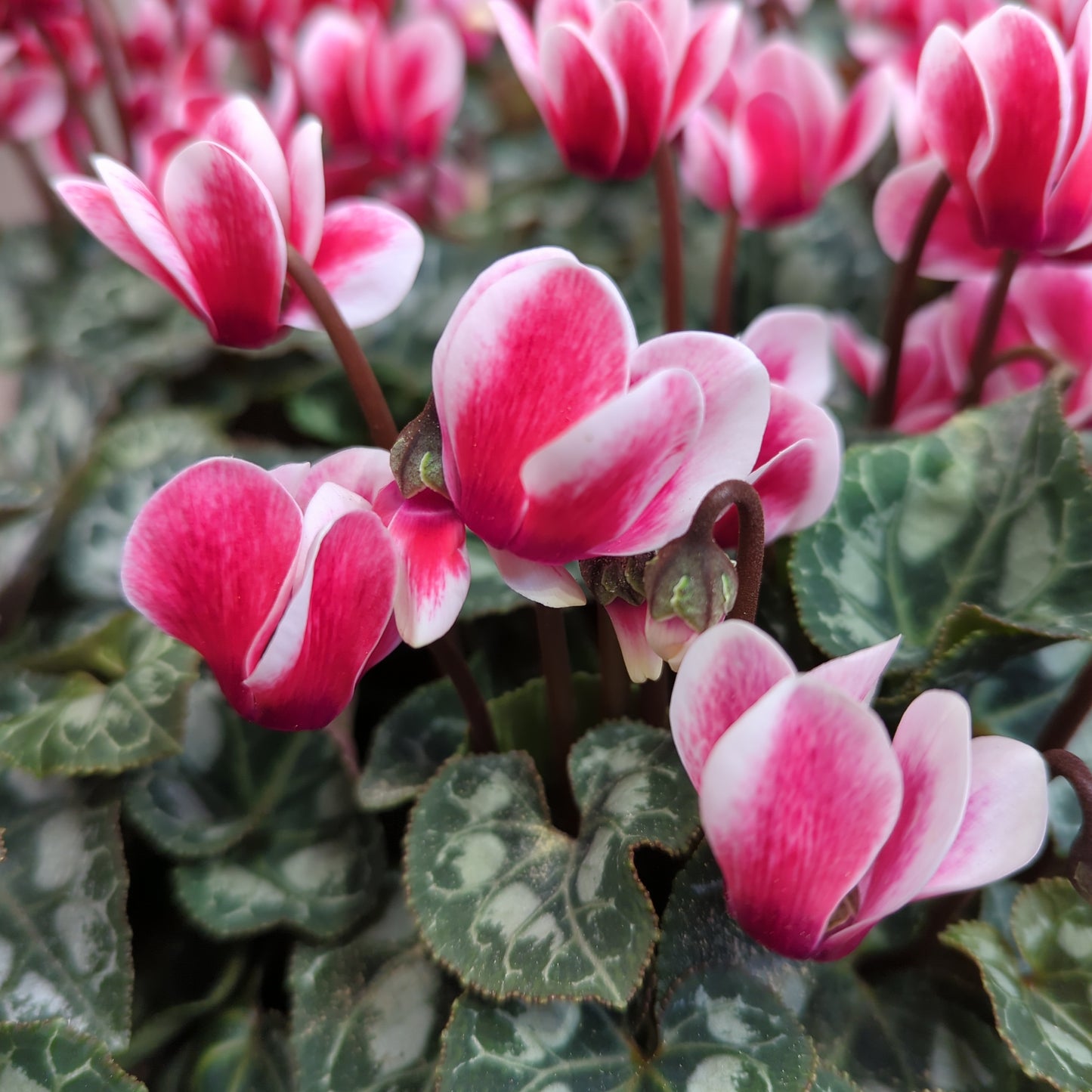 Cyclamen | Picola Shine