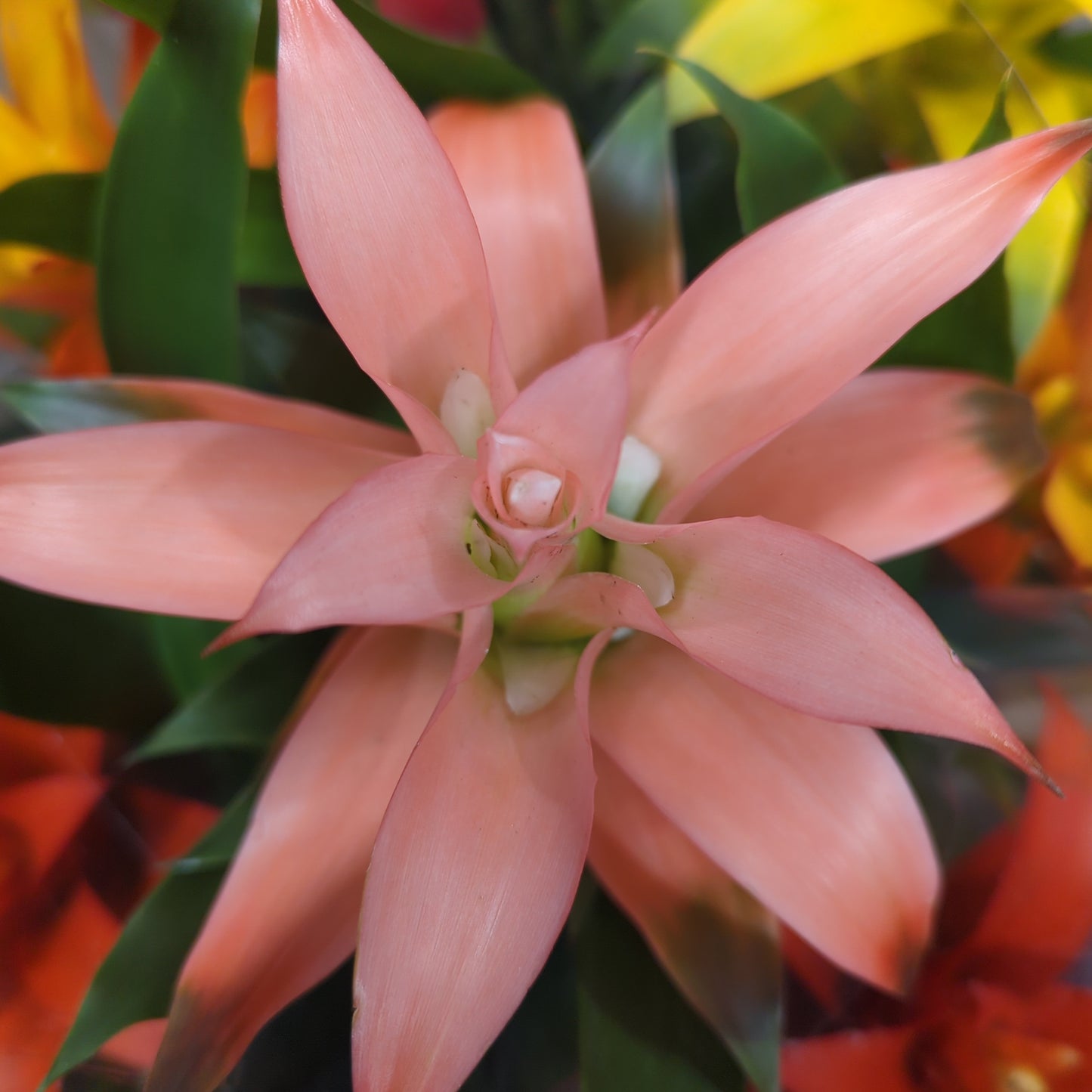 Flowering Bromeliad | Guzmania | Various Colours