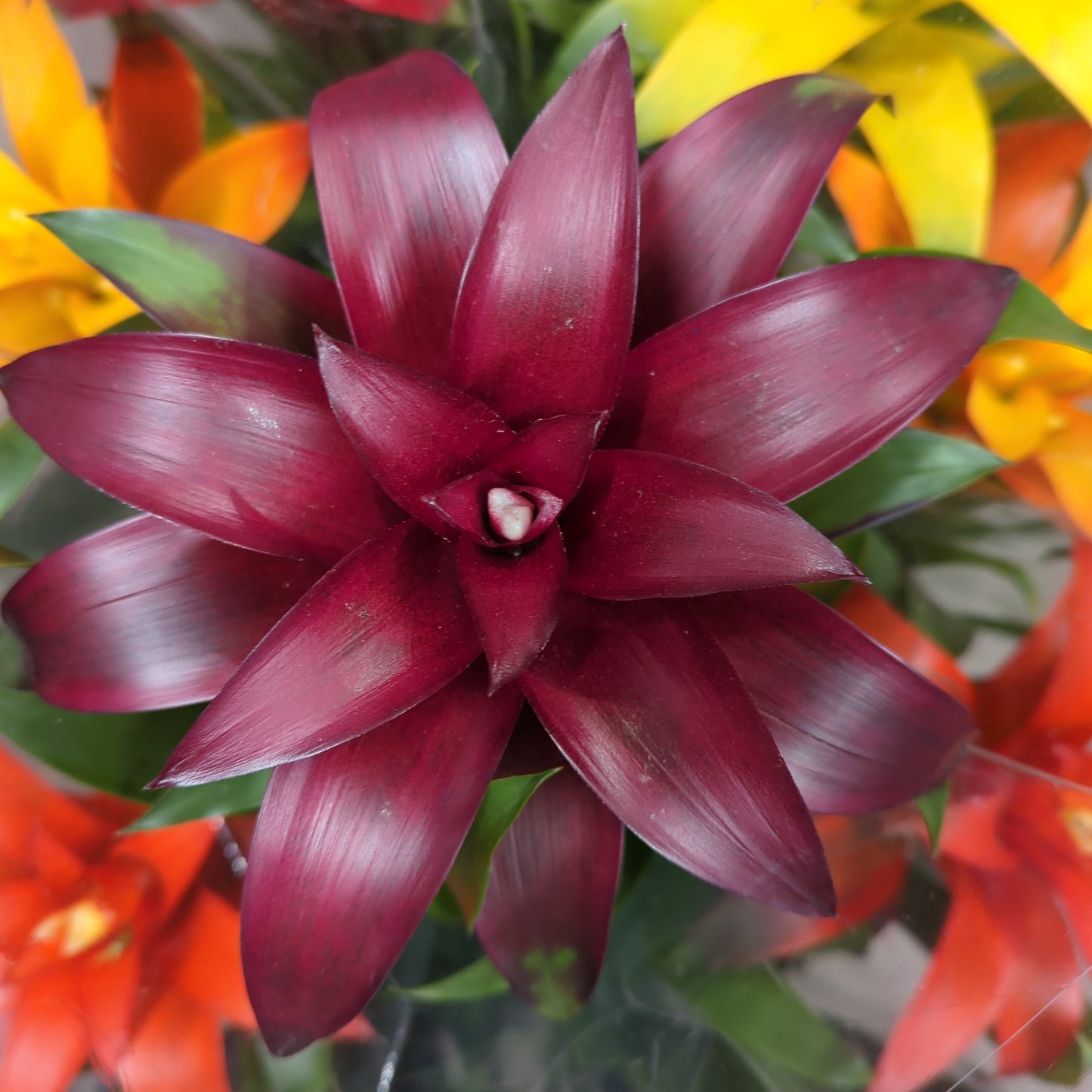 Flowering Bromeliad | Guzmania | Various Colours