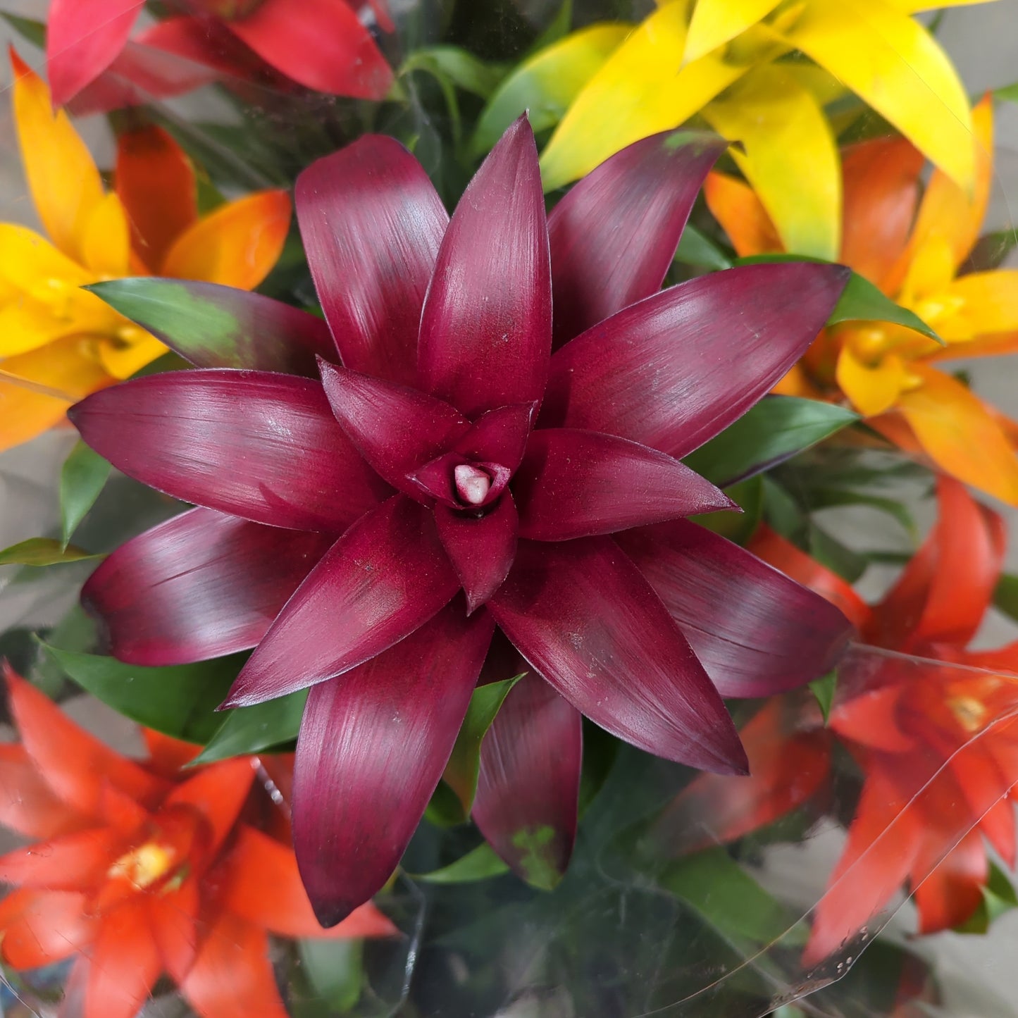 Flowering Bromeliad | Guzmania | Various Colours