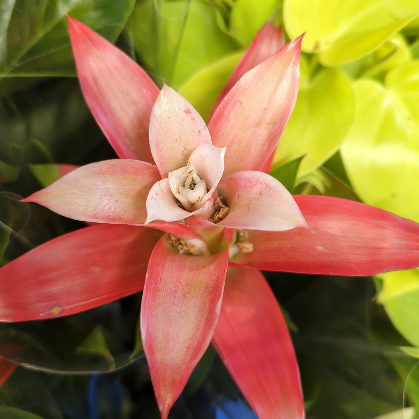 Flowering Bromeliad | Guzmania | Various Colours