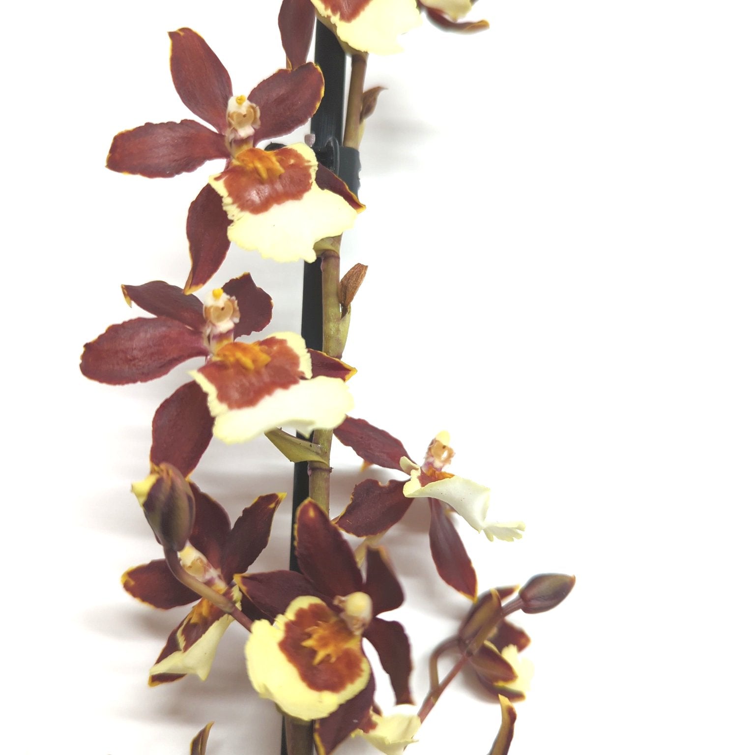 Cambria Orchid | Chocococo