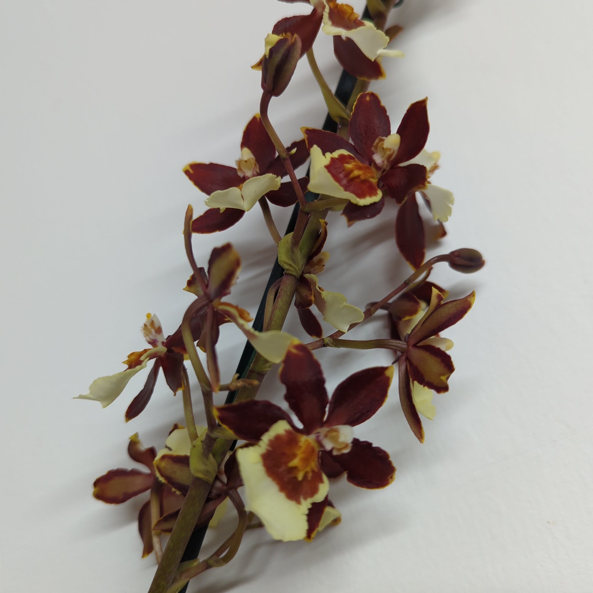 Cambria Orchid | Chocococo
