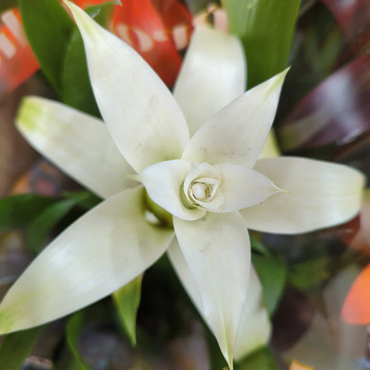 Flowering Bromeliad | Guzmania | White | Perfect Plants for Under £30