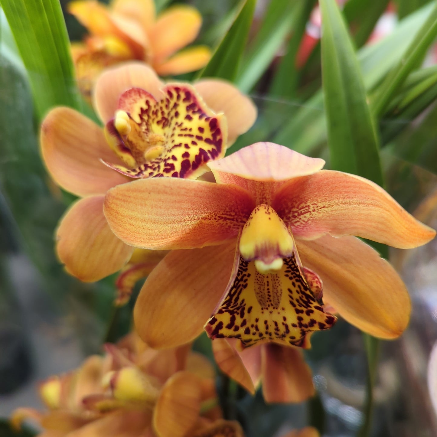 Cymbidium Orchid | Various Colours