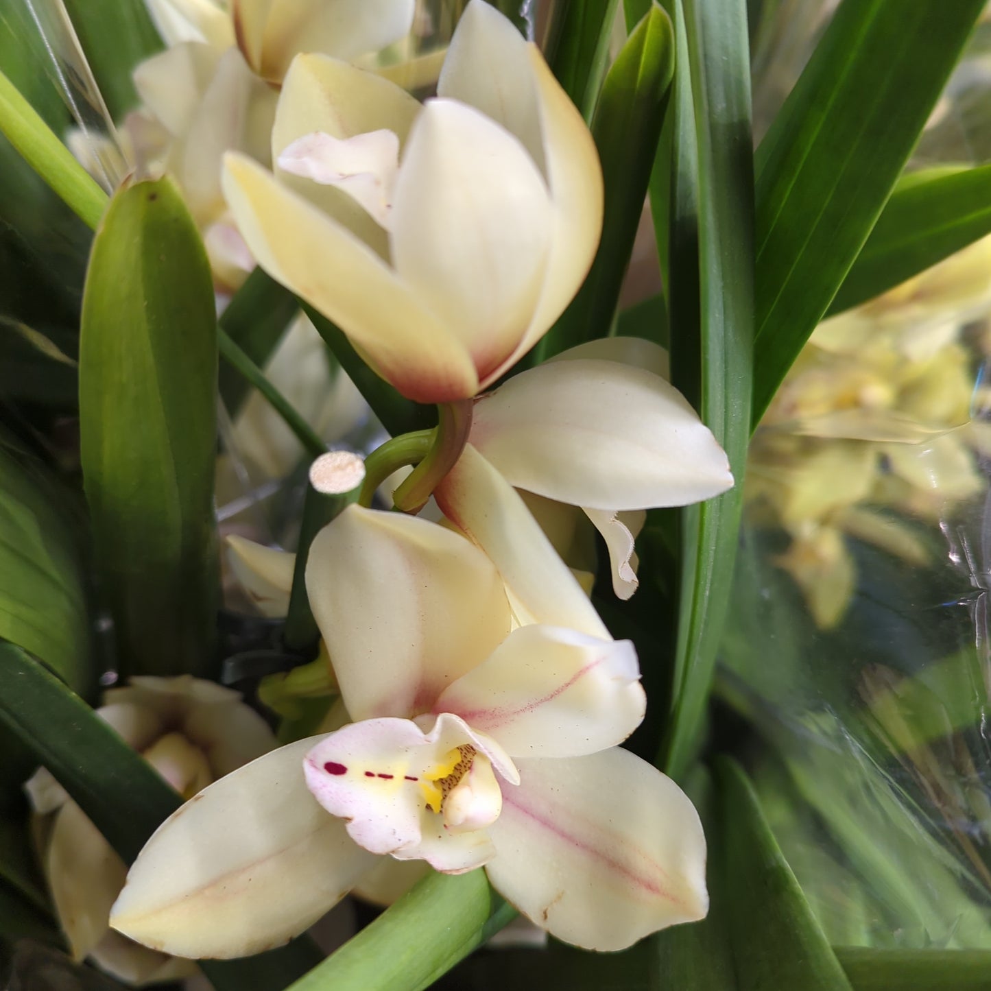 Cymbidium Orchid | Various Colours