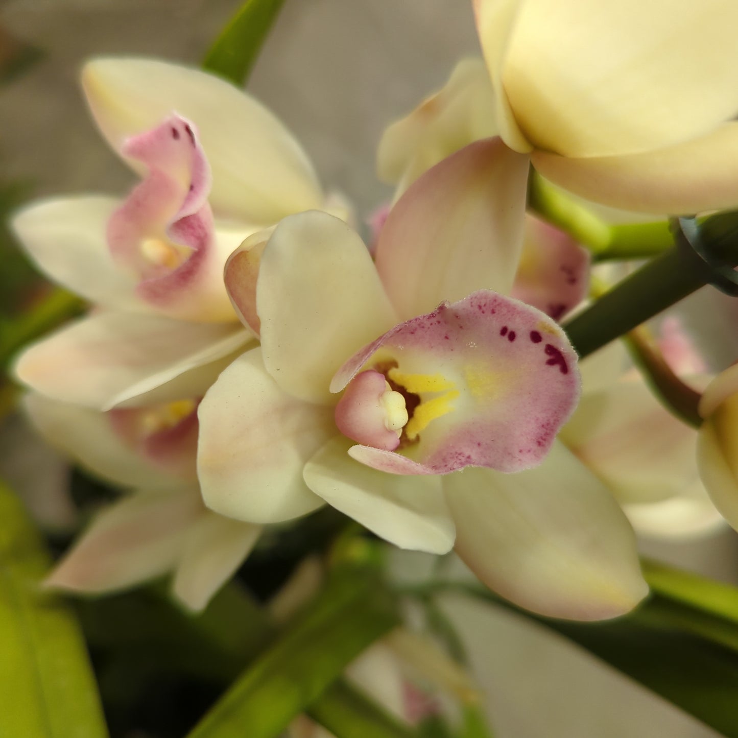 Cymbidium Orchid | Various Colours