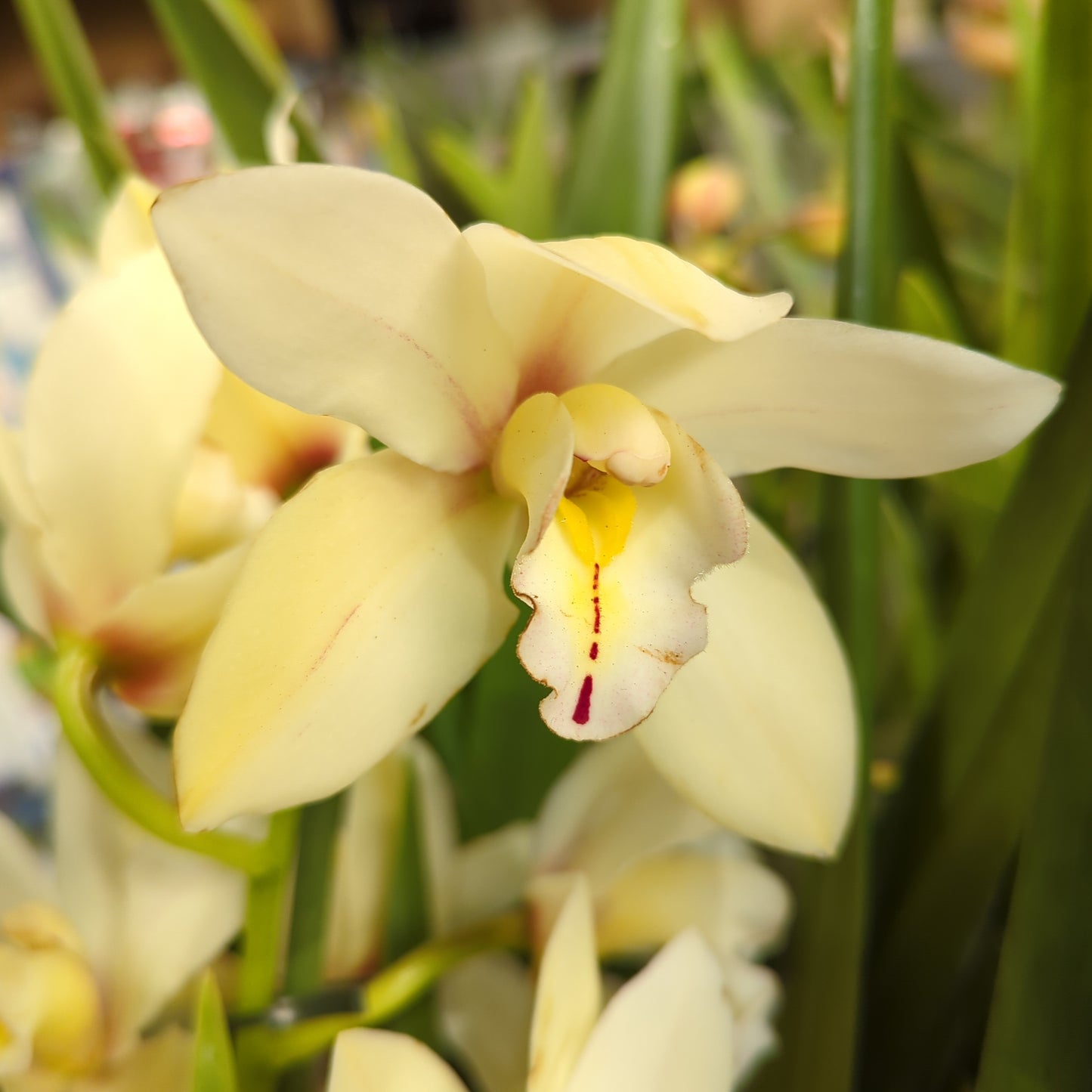 Cymbidium Orchid | Various Colours