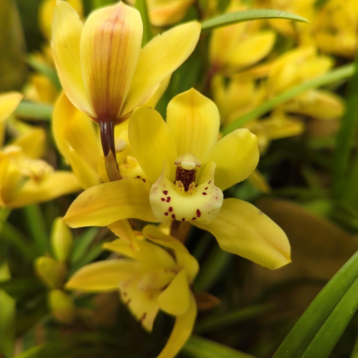 Cymbidium Orchid | Various Colours