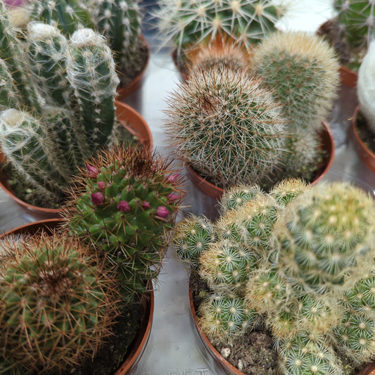 Cacti | Mystery Box | Potted Houseplants