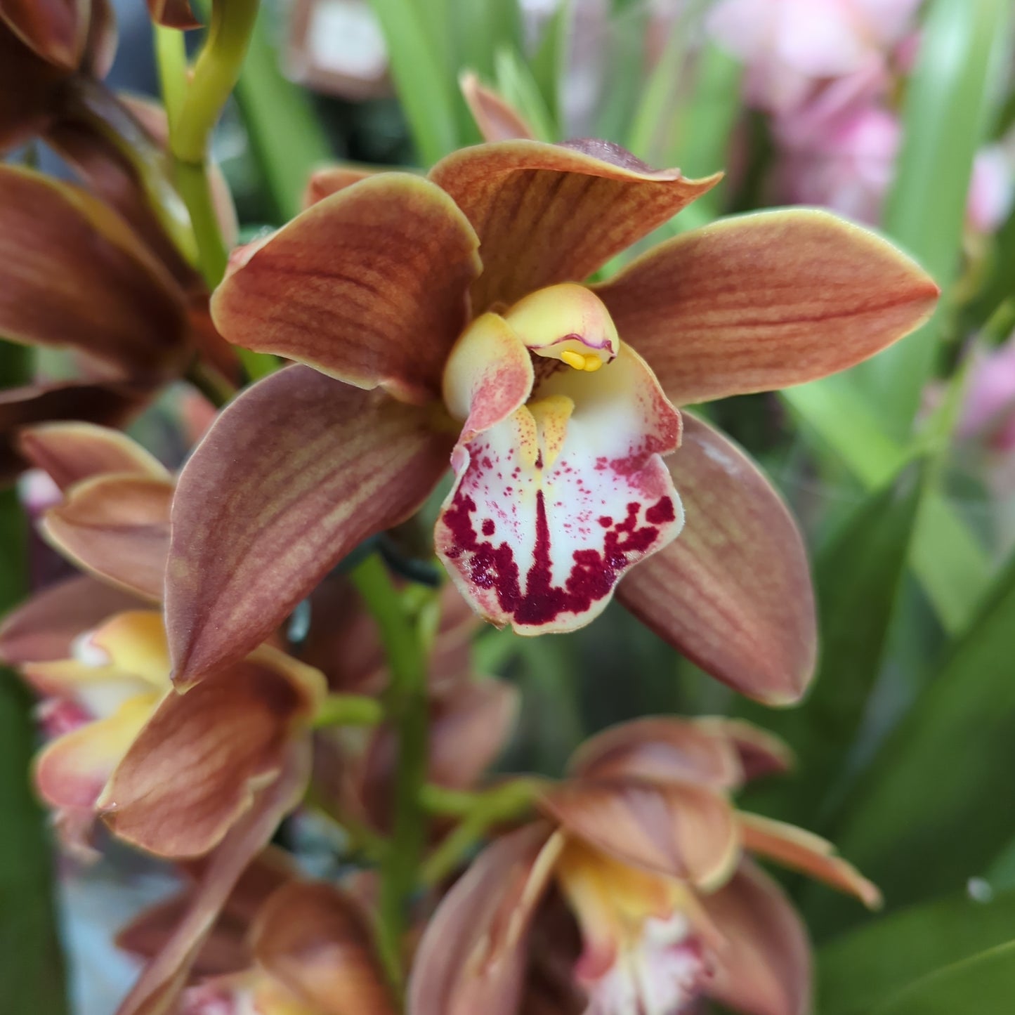 Cymbidium Orchid | Various Colours