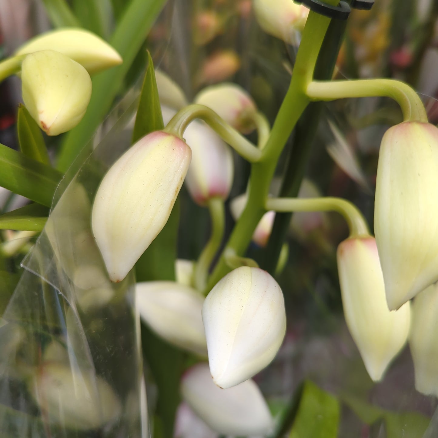 Cymbidium Orchid | Various Colours