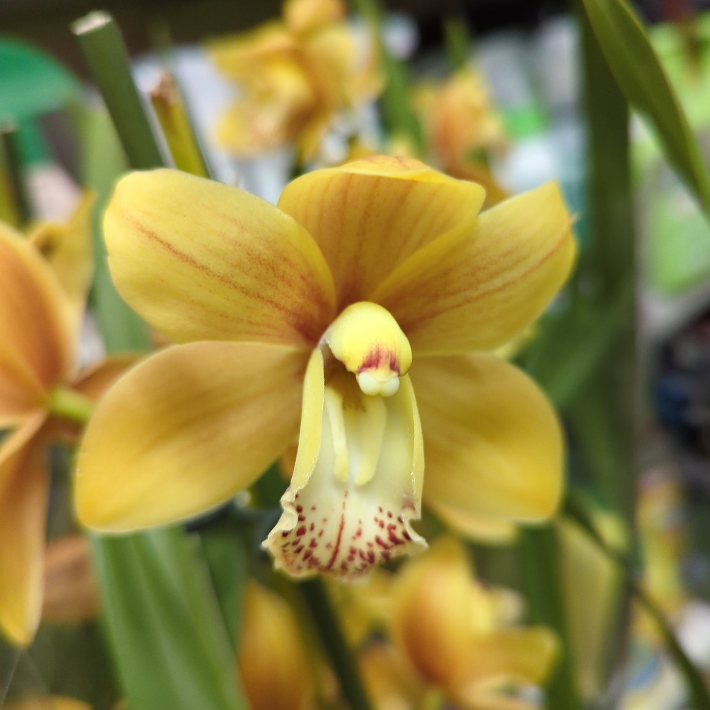 Cymbidium Orchid | Various Colours