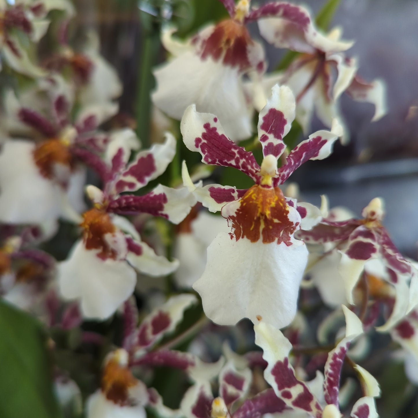 Cambria Orchid | White Whisper