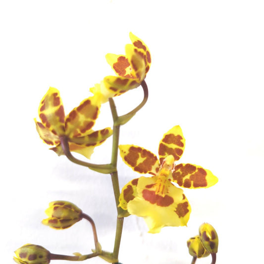 Cambria Orchid | Tiger | Potted Houseplants