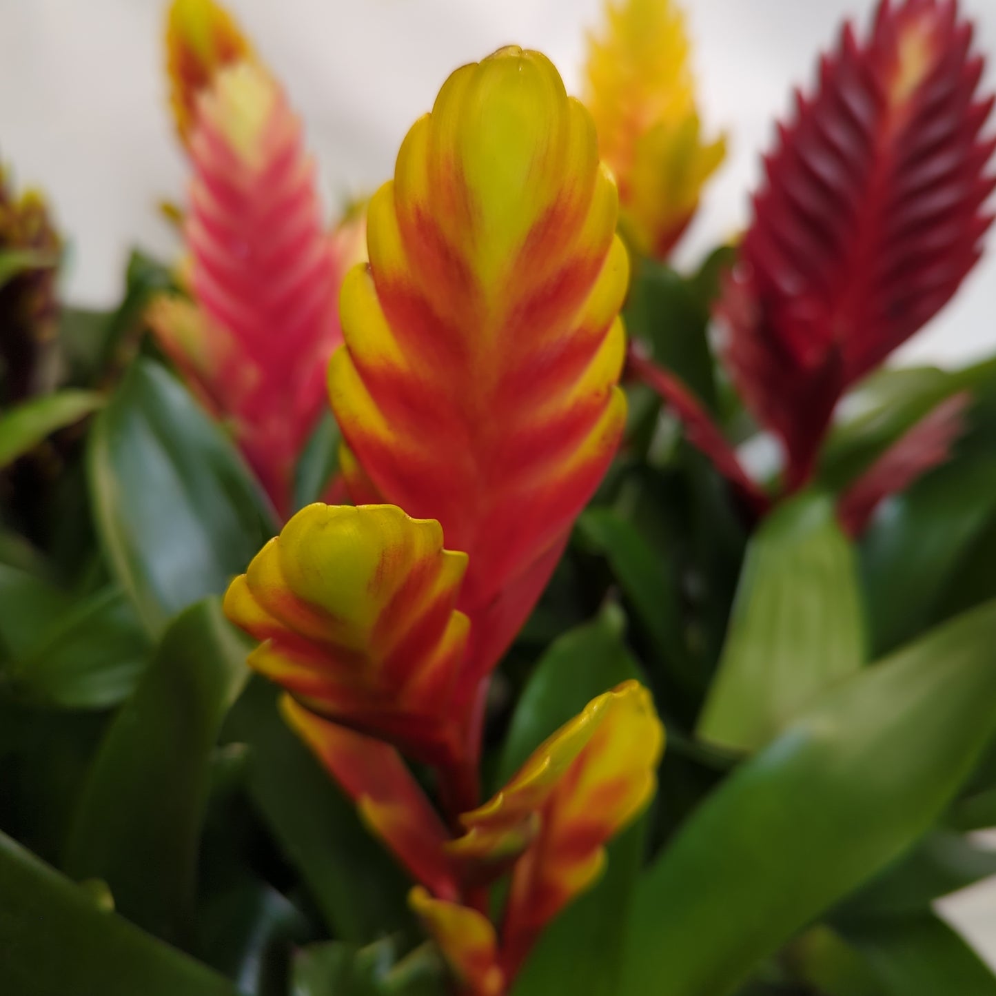 Vriesea Flaming Sword | Various Colours