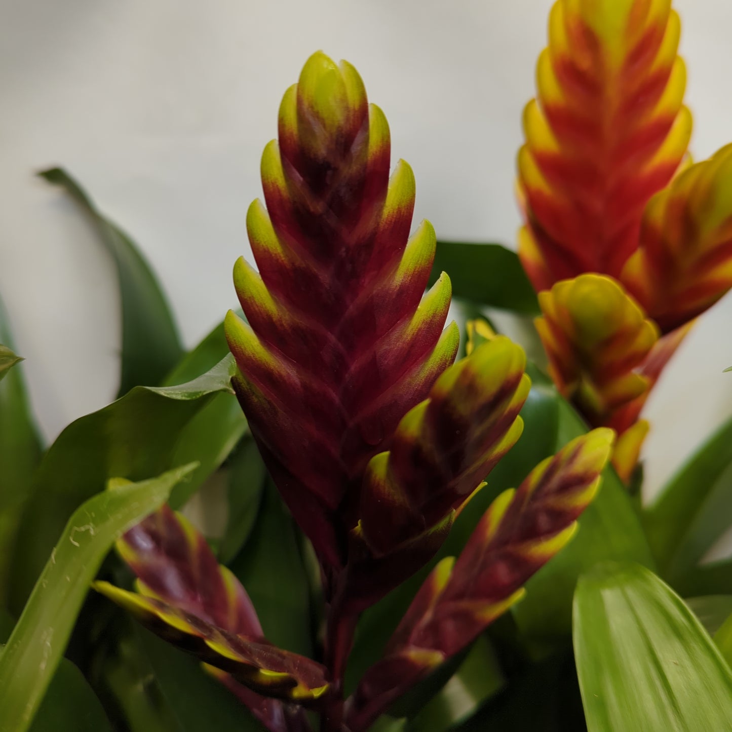 Vriesea Flaming Sword | Various Colours