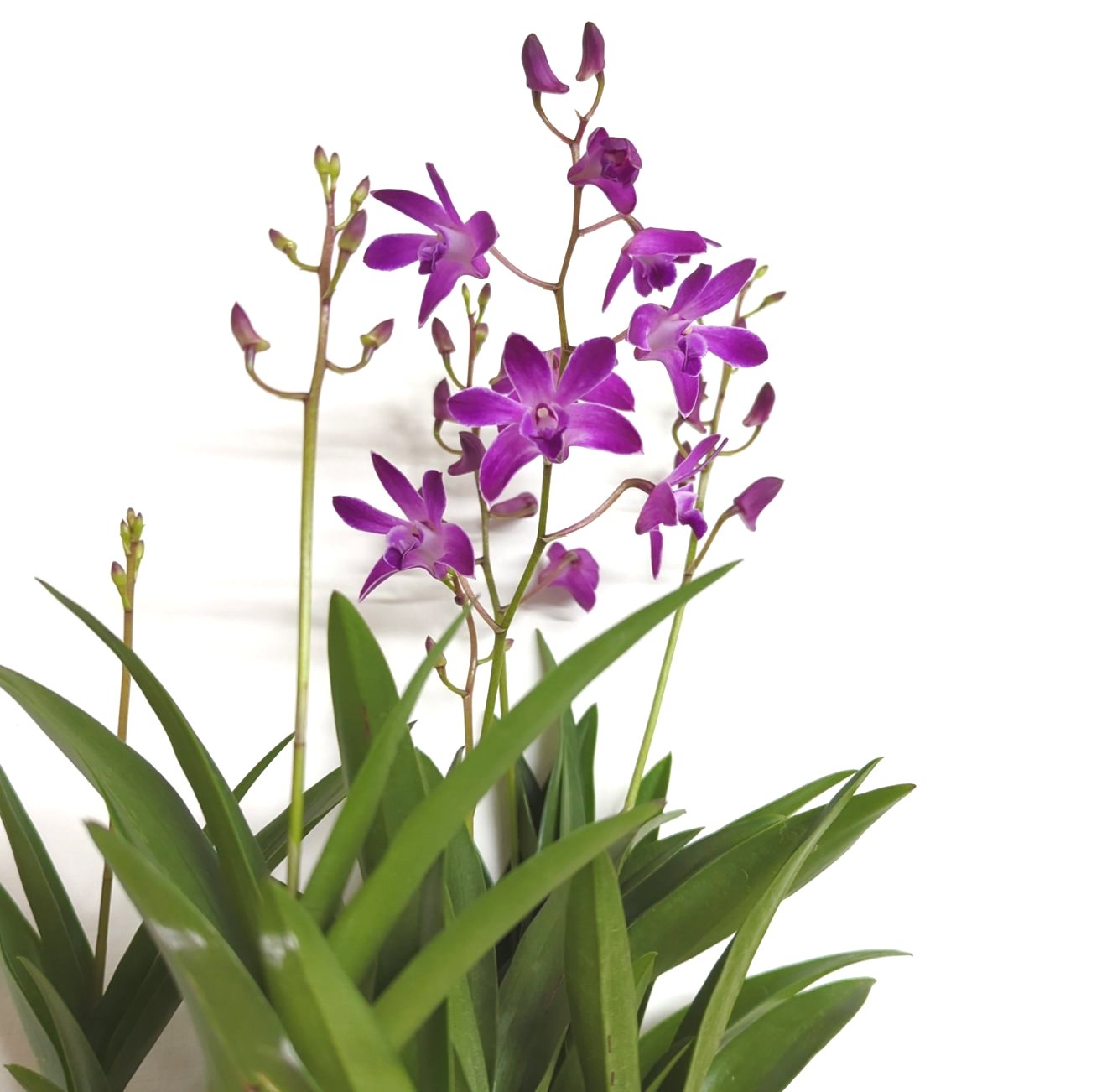 Dendrobium Orchid | Berry Oda | Hard To Find