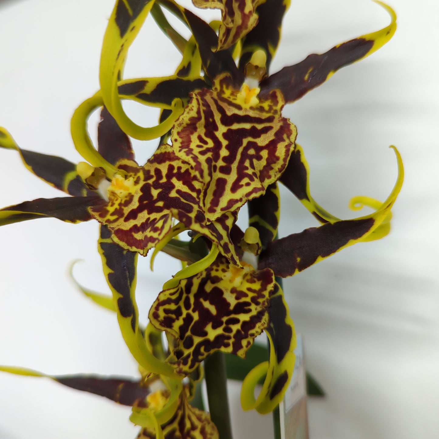 Spider Orchid | Halloween