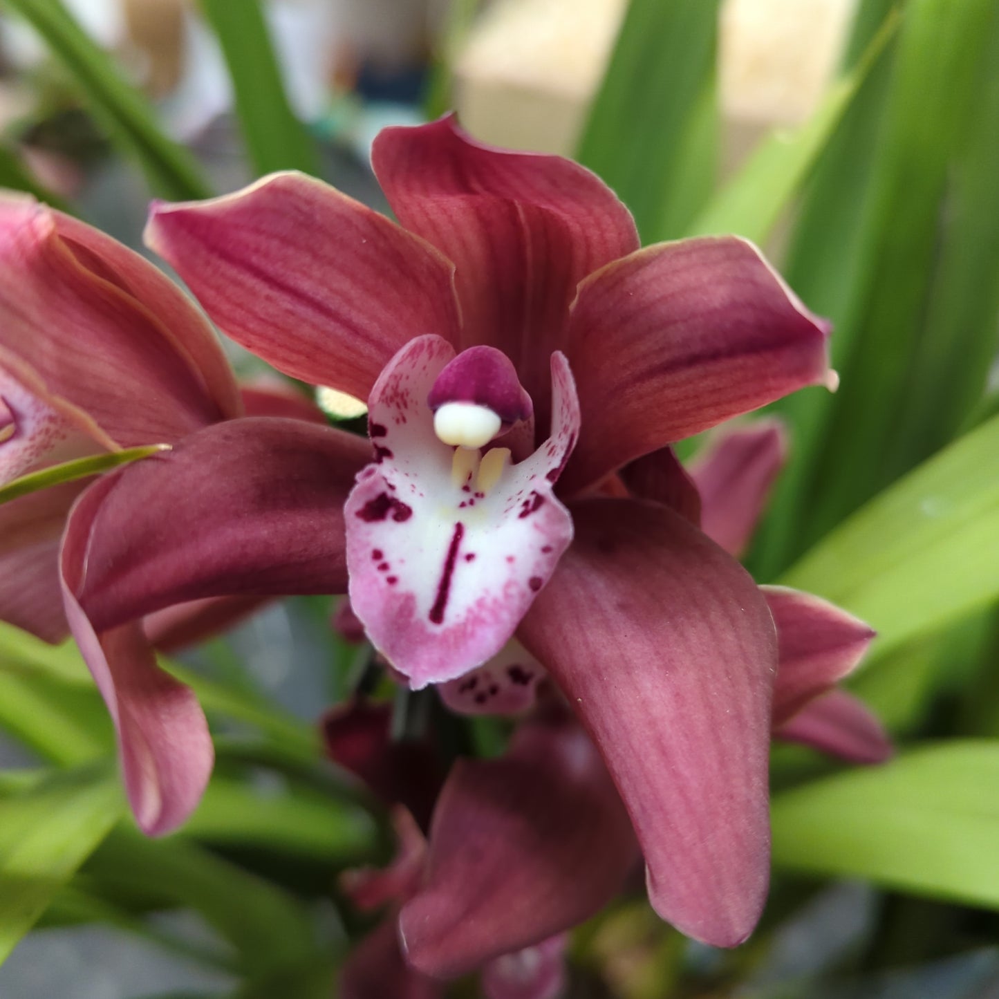 Cymbidium Orchid | Various Colours