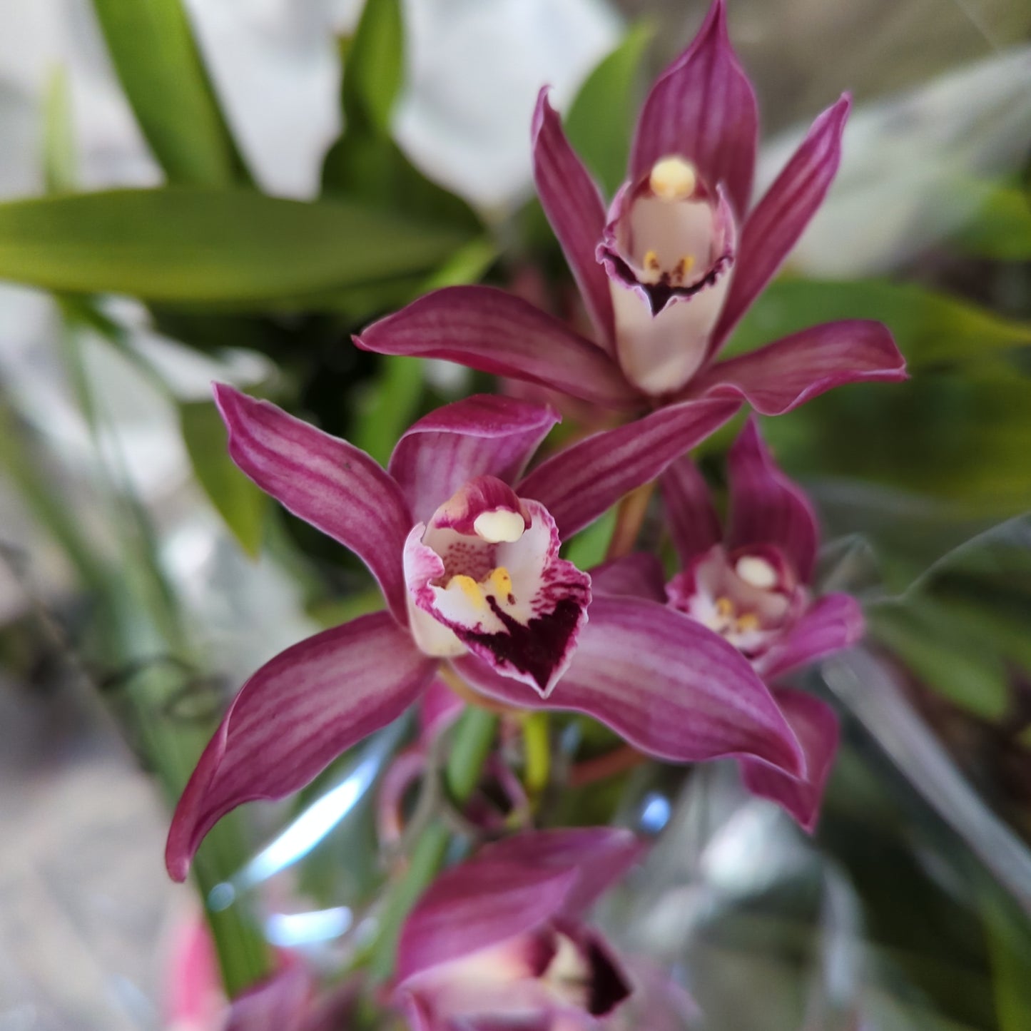 Cymbidium Orchid | Various Colours