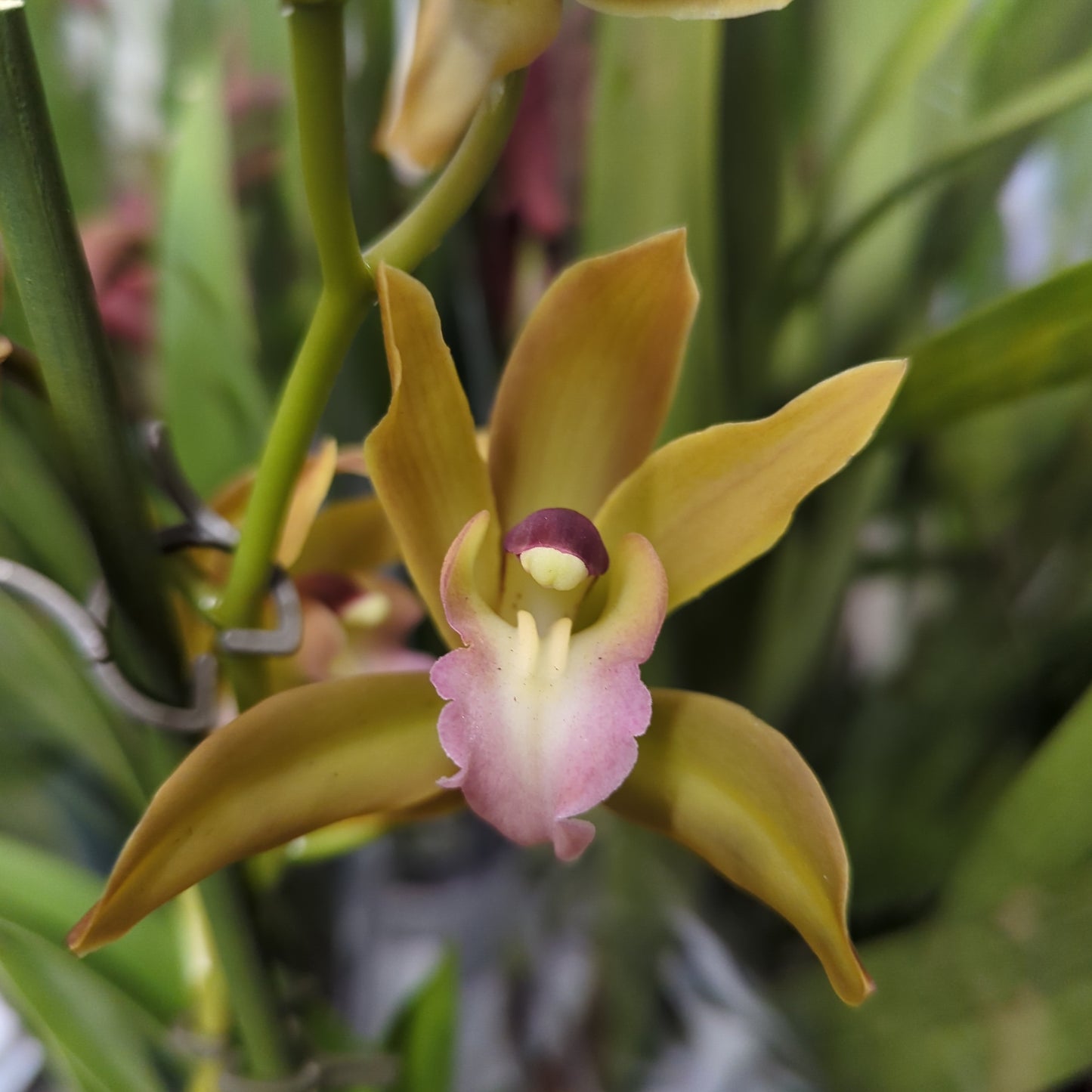 Cymbidium Orchid | Various Colours