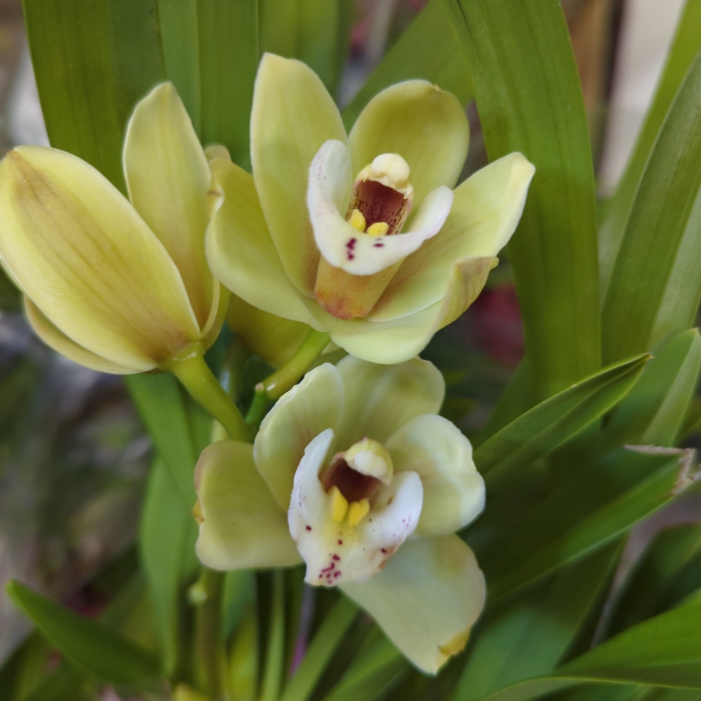 Cymbidium Orchid | Various Colours