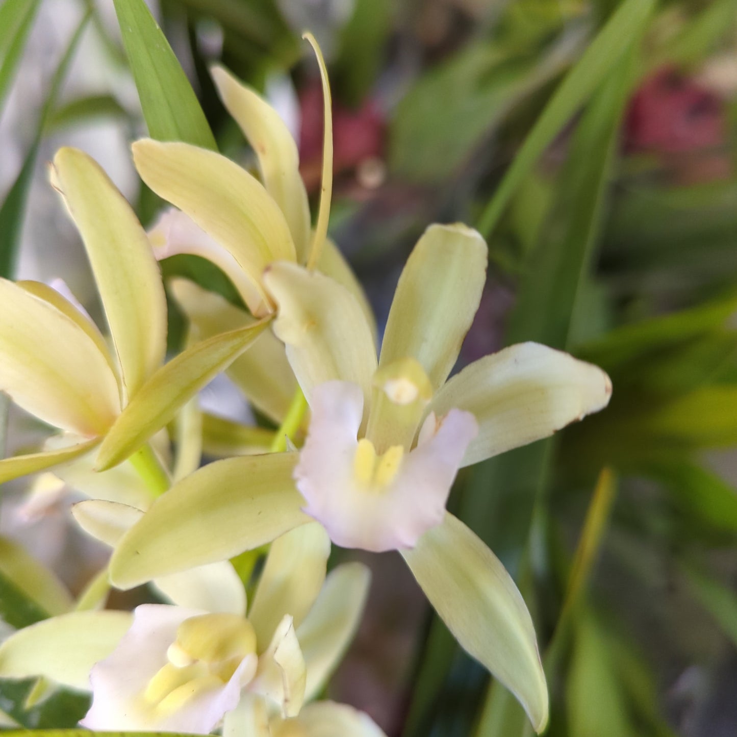 Cymbidium Orchid | Various Colours