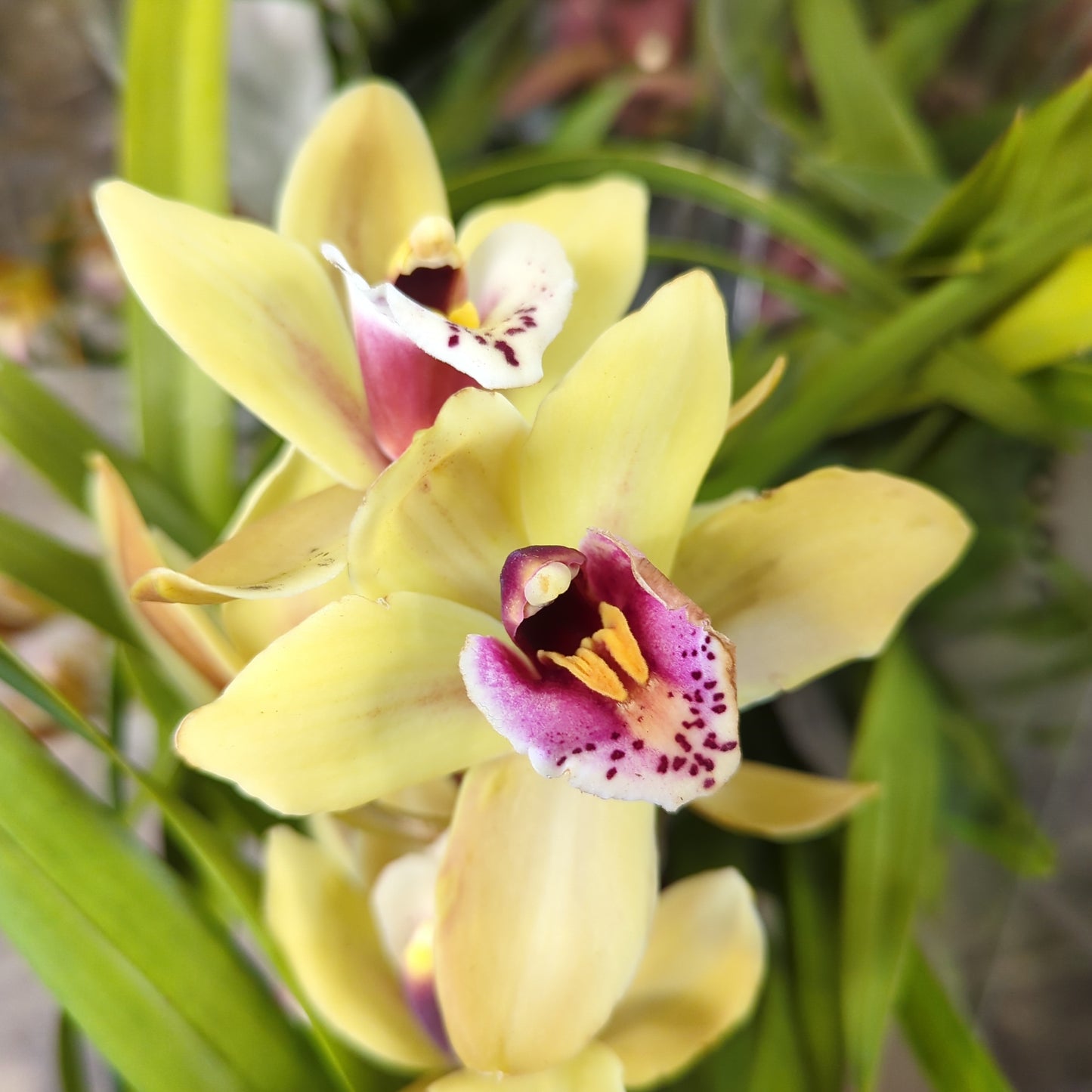 Cymbidium Orchid | Various Colours