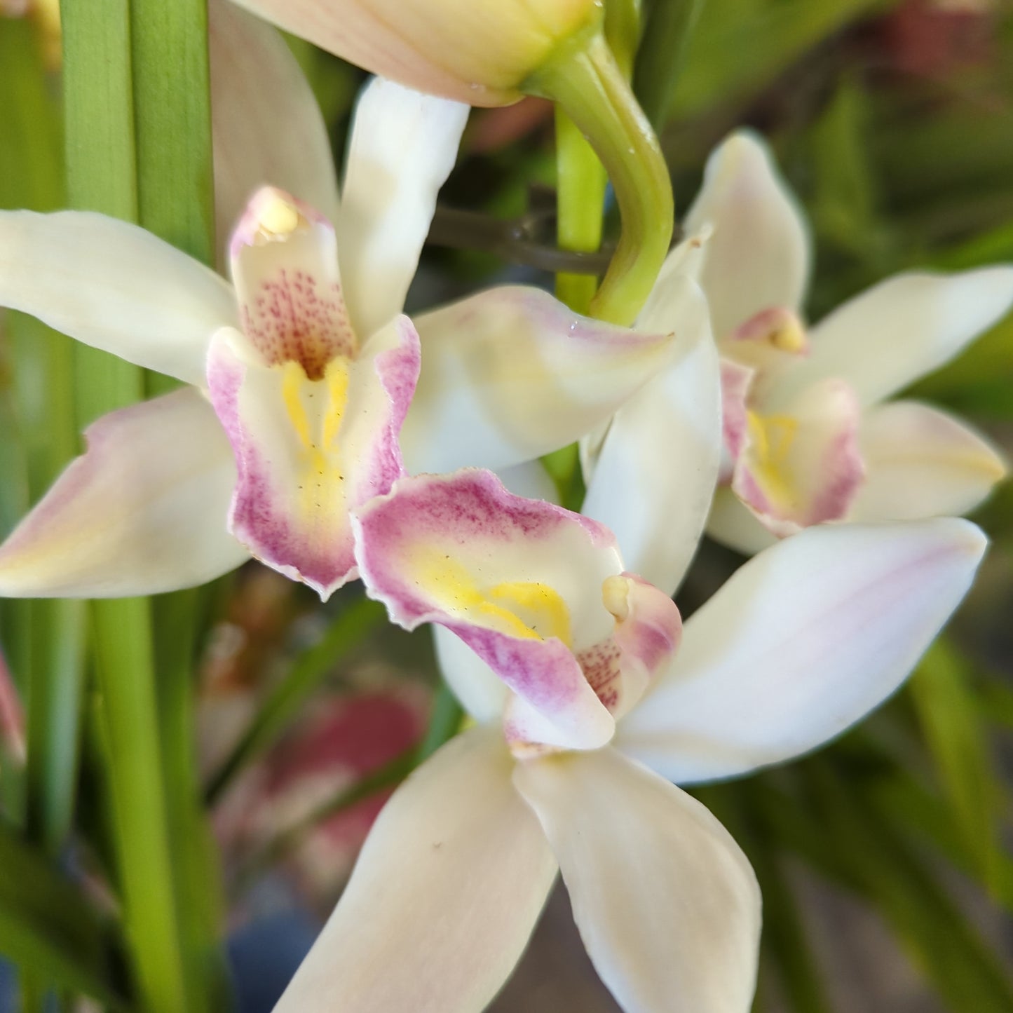 Cymbidium Orchid | Various Colours