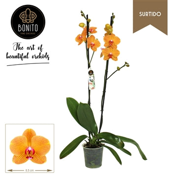 Phalaenopsis Orchid | Carrot Cake