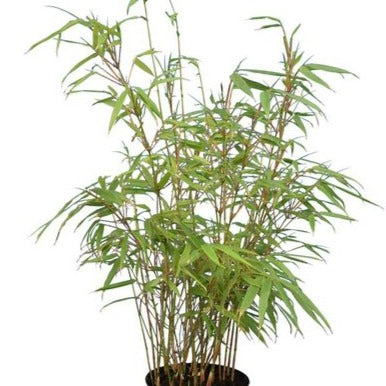Bamboo