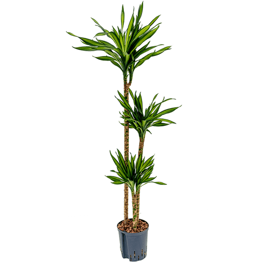 Palm | Riki | Hard To Find | Variegated Plants