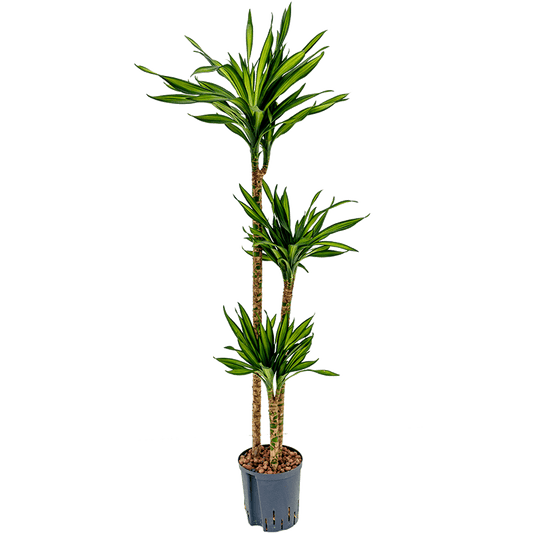 Palm | Riki | Hard To Find | Potted Houseplants