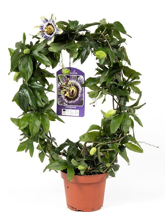 Passion Flower Plant | Caerulea | Perfect Plants for Under £30
