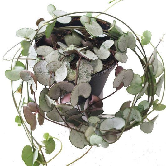 String Of Hearts | Silver Glory | Hard To Find | Foliage Plants
